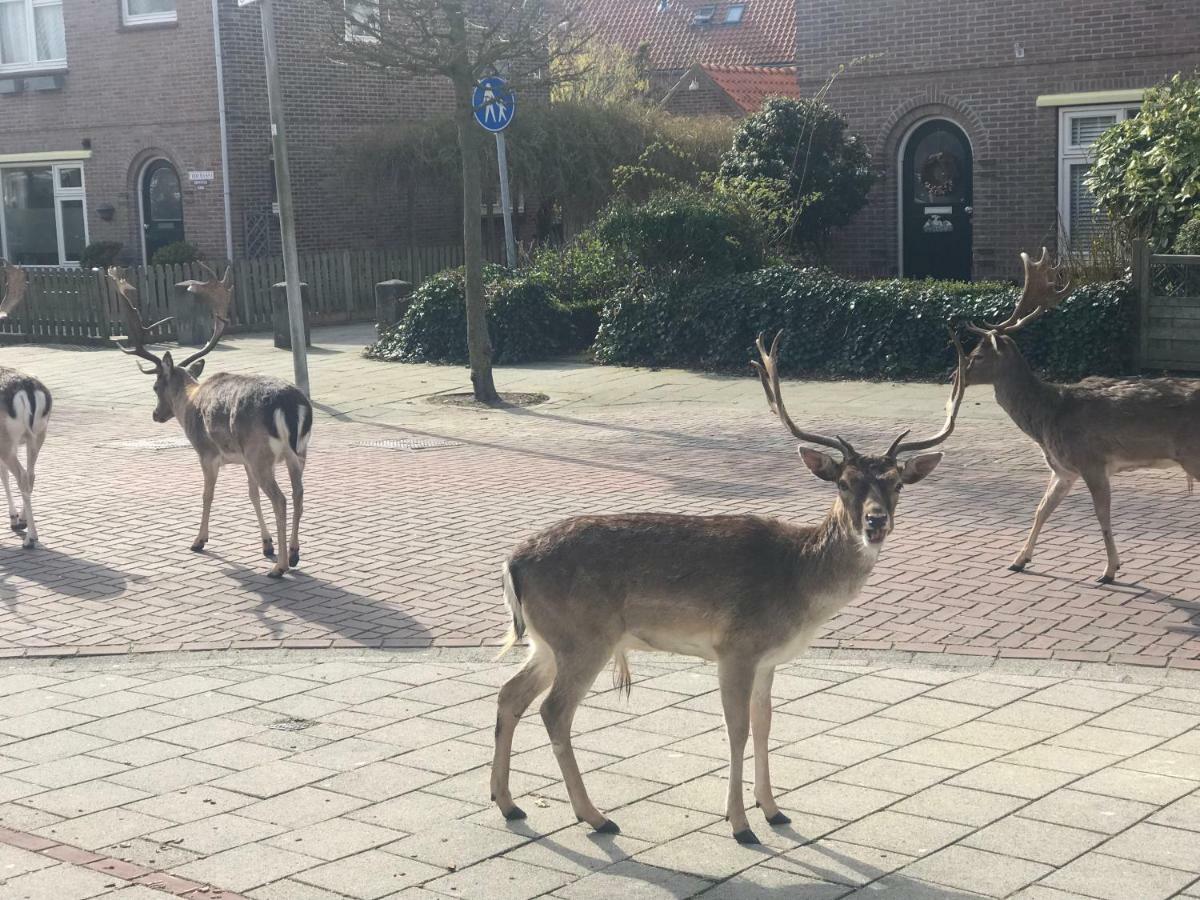 4 Seasons Zandvoort Eksteriør bilde